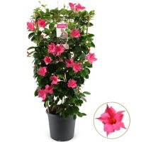 Mandevilla sp. … potmaat 24cm planthoogte 100cm