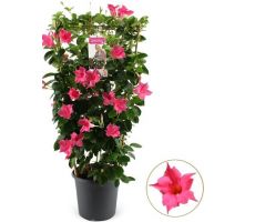 Mandevilla sp.   … potmaat 24cm planthoogte 100cm