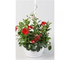 Mandevilla  'Sundavil Red' hangpot potmaat 25cm planthoogte 40cm - afbeelding 1