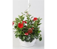 Mandevilla  'Sundavil Red' hangpot potmaat 25cm planthoogte 40cm - afbeelding 2