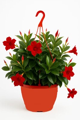 Mandevilla Sundaville, hangpot 25 cm