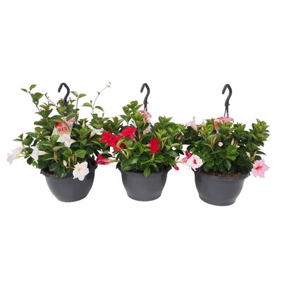 mandevilla 'sundaville red' ,hangpot 27 cm
