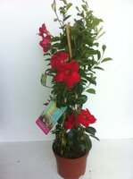 mandevilla 'sundaville red' ,p19 h60 - afbeelding 2