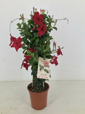 mandevilla 'sundaville red' ,p19 h60 - afbeelding 1