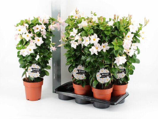 mandevilla 'sundaville white' ,p19