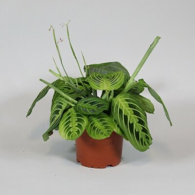 Maranta leuc. 'Fascinator, pot 12 cm, h 30 cm