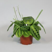 Maranta leuc. 'Fascinator, pot 12 cm, h 30 cm