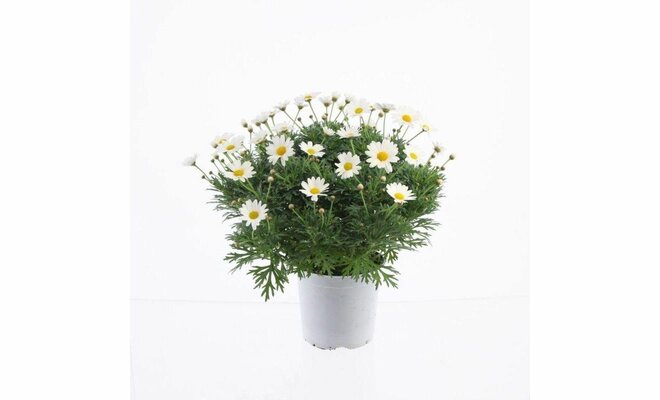 Margriet Argyranthemum frut. wit, h 30 cm, pot 19 cm - afbeelding 1