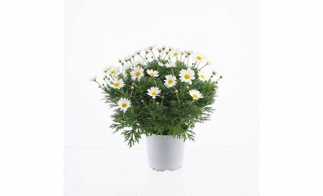 Margriet Argyranthemum frut. wit, h 30 cm, pot 19 cm - afbeelding 1