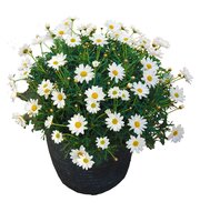 Margriet Argyranthemum frut. wit, h 30 cm, pot 19 cm - afbeelding 2