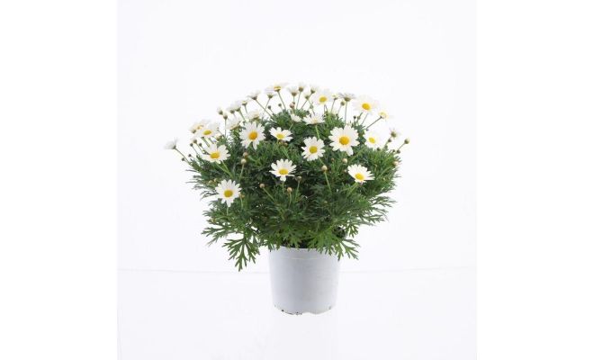 Margriet Argyranthemum, wit, h 30 cm - afbeelding 1