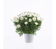 Margriet Argyranthemum, wit, h 30 cm - afbeelding 1