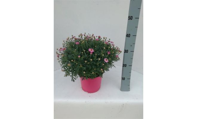 Margriet, roze, pot 18 cm, h 30 cm