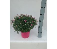 Margriet, roze, pot 18 cm, h 30 cm