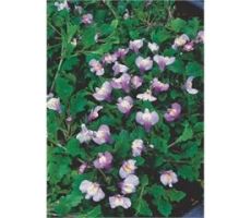 Mazus reptans Blauw P9