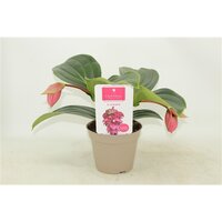 Medinilla 'Candy, pot 17 cm, h 55 cm