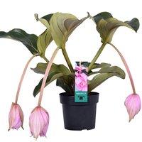 Medinilla magnifica 'Flamenco, pot 17 cm, h 55 cm - afbeelding 2