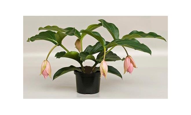 Medinilla Magnifica, pot 17 cm, h 55 cm