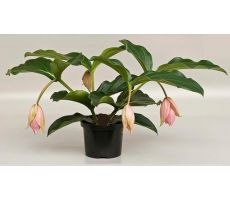 Medinilla Magnifica, pot 17 cm, h 55 cm