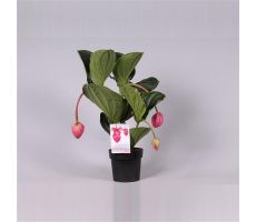 Medinilla Magnifica, pot 17 cm, h 60 cm, 2 etage 3 bloemen - afbeelding 4