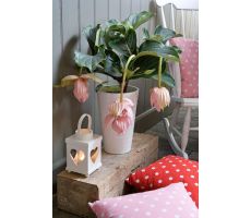 Medinilla Magnifica, pot 17 cm, h 60 cm, 2 etage 3 bloemen - afbeelding 2