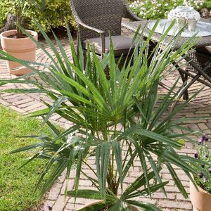 Mediterrane planten