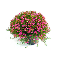 mesembryanthemum, pot 14 cm, h 10 cm