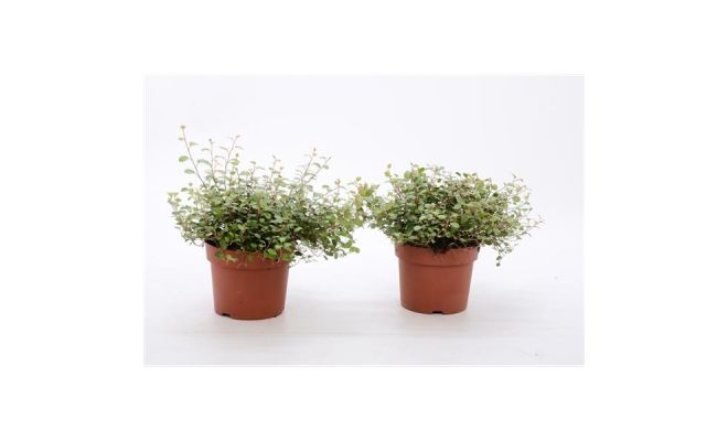 Meuhlenbeckia Complexa Maori, pot 11 cm, h 15 cm