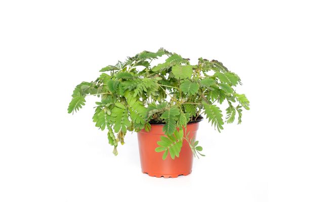 Mimosa pudica, pot 9 cm, h 10 cm