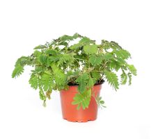 Mimosa pudica, pot 9 cm, h 10 cm