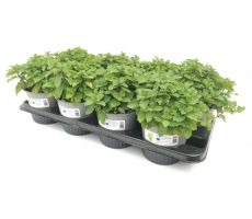 mint maroccan spearmint potmaat 14cm planthoogte 10cm - afbeelding 1