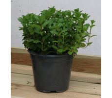 mint maroccan spearmint potmaat 14cm planthoogte 10cm - afbeelding 2