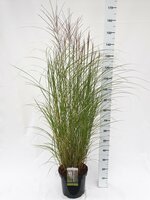 Miscanthus sin. 'kleine Silberspinne