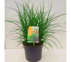 Miscanthus Sinensis Red Chief - afbeelding 1