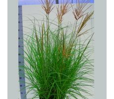Miscanthus Sinensis Red Chief - afbeelding 2