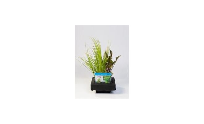 Mix mand 18 cm met 3 planten erin drijfring 24,5 x 24,5 cm