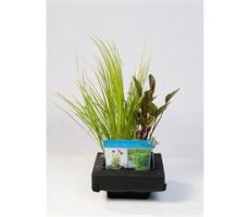 Mix mand 18 cm met 3 planten erin drijfring 24,5 x 24,5 cm