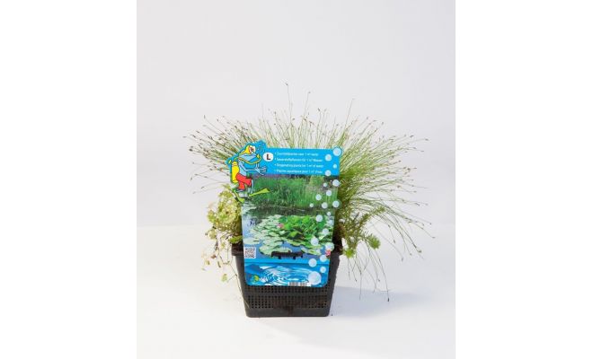 Mix mand 18 cm met 3 zuurstofplanten voor 1 M3  water - afbeelding 1