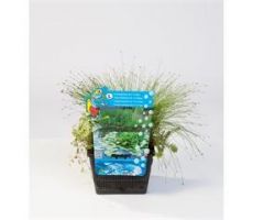 Mix mand 18 cm met 3 zuurstofplanten voor 1 M3  water - afbeelding 2