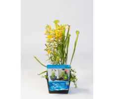 Mix mand met 3 waterplanten - afbeelding 1