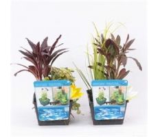 Mix mand met 3 waterplanten - afbeelding 2