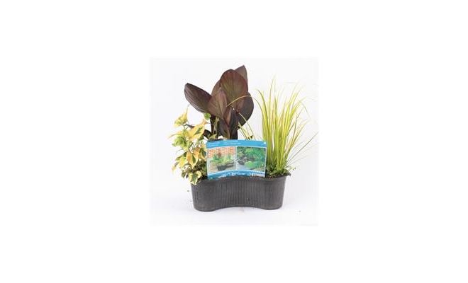 Mix mand ovaal 40 cm met minimaal 3 planten erin - afbeelding 1