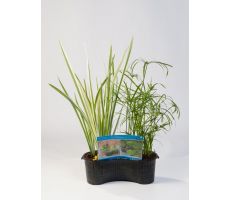 Mix mand ovaal 40 cm met minimaal 3 planten erin - afbeelding 2