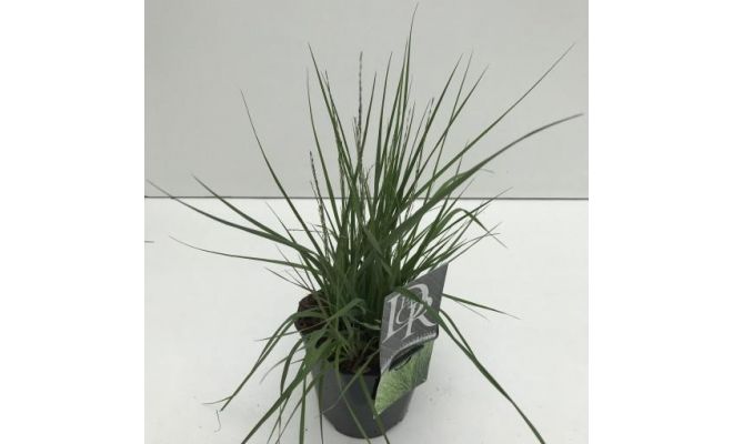 Molinia Caerulea Edith Dudszus, pot 17 cm, h 50 cm - afbeelding 1