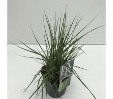 Molinia Caerulea Edith Dudszus, pot 17 cm, h 50 cm - afbeelding 4