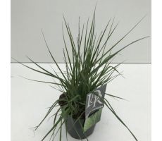 Molinia Caerulea Edith Dudszus, pot 17 cm, h 50 cm - afbeelding 1