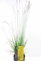 Molinia Caerulea Edith Dudszus, pot 17 cm, h 50 cm - afbeelding 2