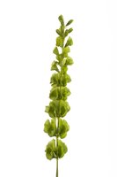 Molucellatak, 80 cm, groen