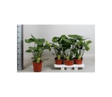 Monstera Deliciosa (Gatenplant) pot 17 cm, h 50 cm
