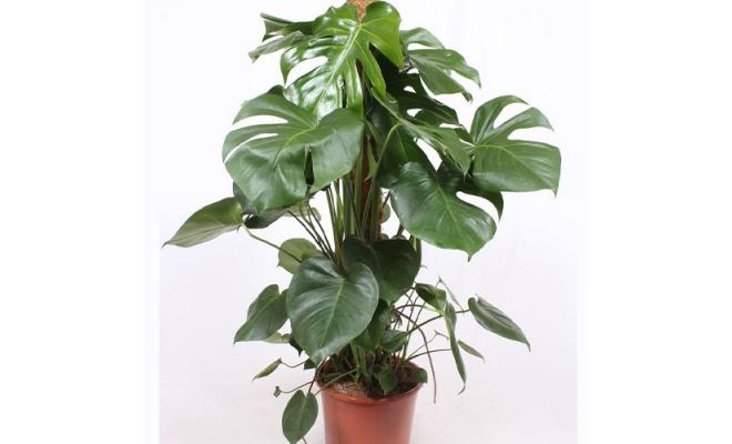 Monstera Deliciosa (Gatenplant), pot 17 cm, h 50 cm